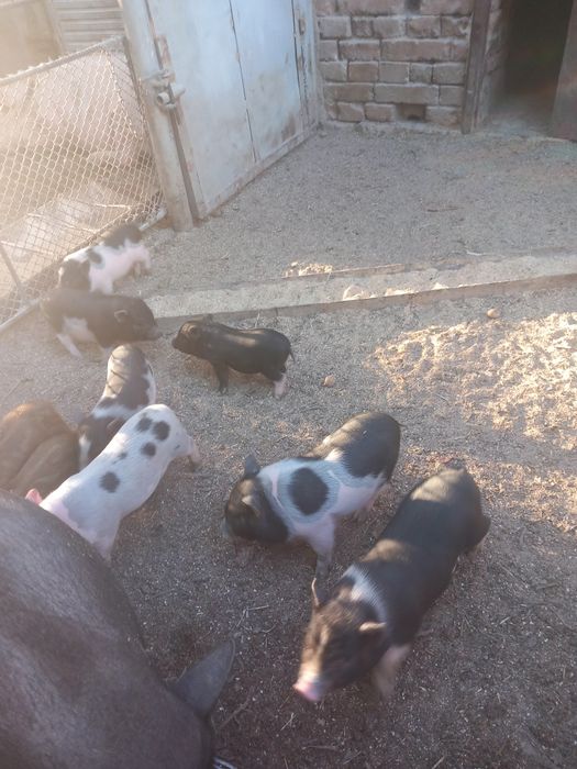 Виетнамски прасета на 3 месеца