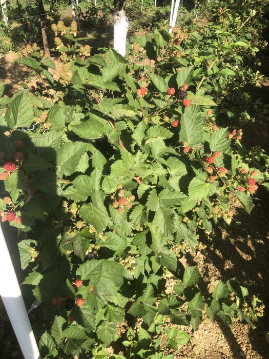 Butasi mure  de soi mare si productiv iunie-nov