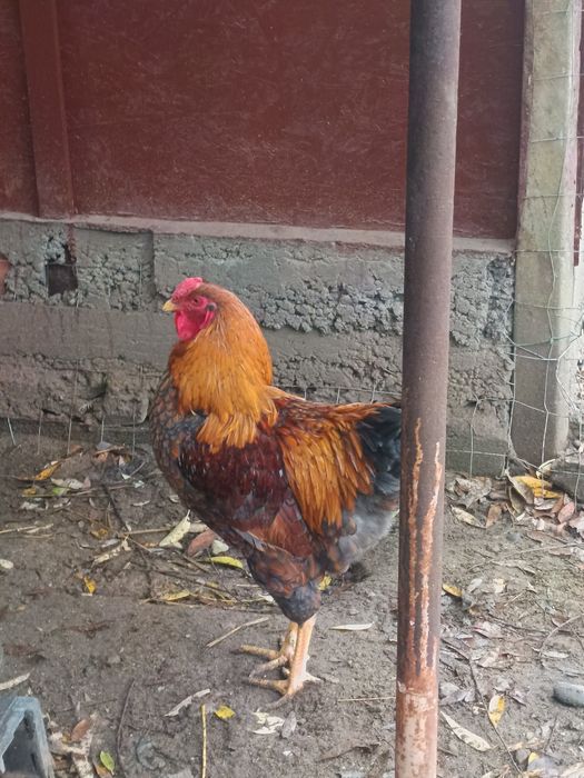 Cocoș Wiandotte Roșu albastru 8 luni