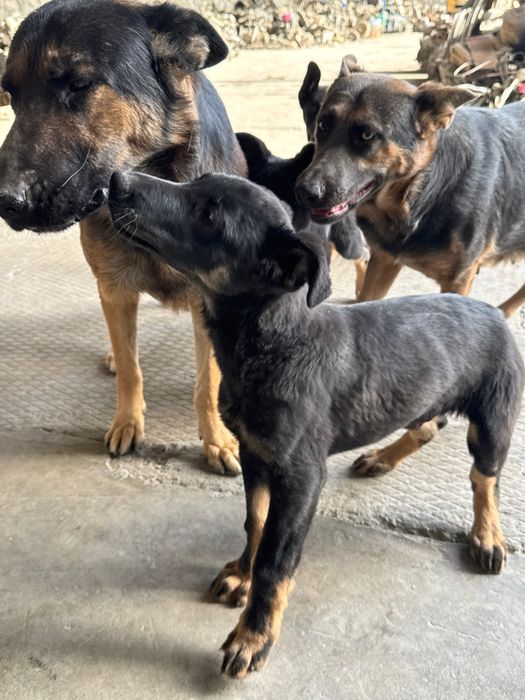 toza qonli nemiz afcharkasi sotiladi 3 oylik sogʻlom