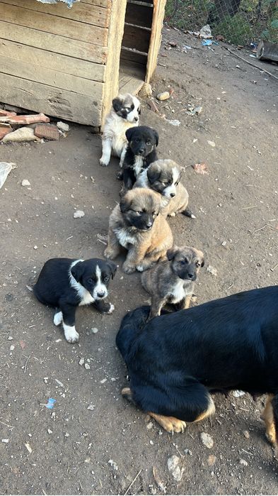 Donez donez catelusi corcitura rotweiller cu ciobanesc