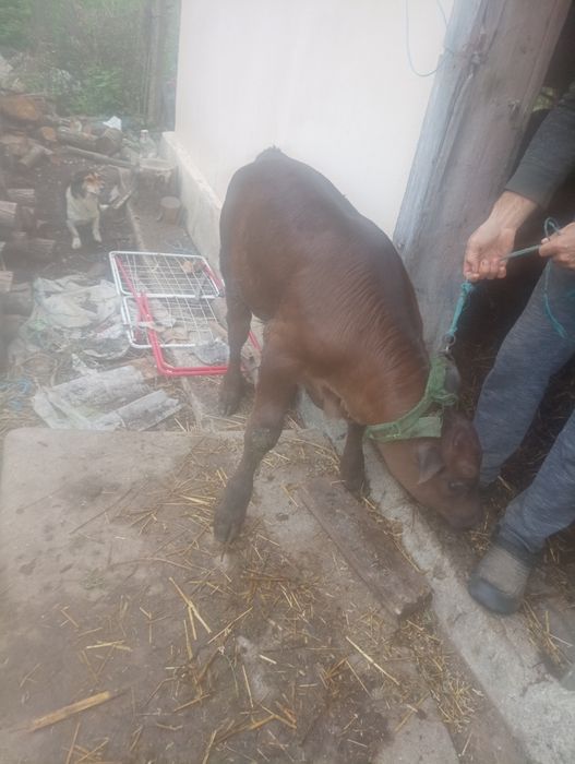 Vând vaca și vitel