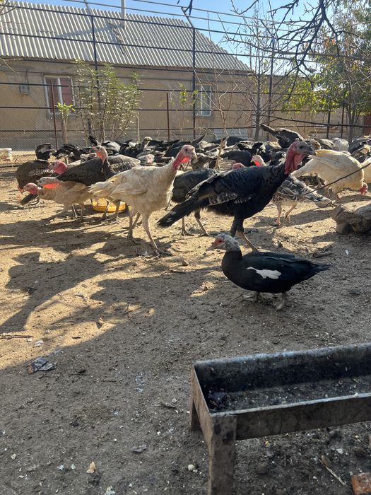 Юндюки самцы азиатские