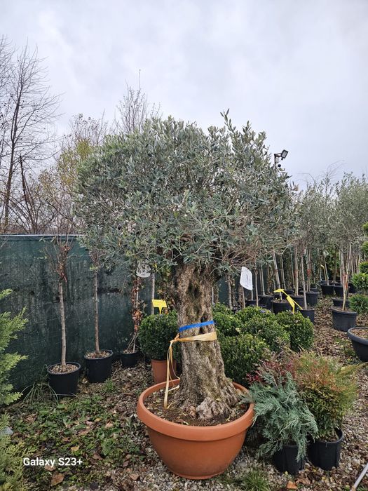 Maslin secular (olea europea)