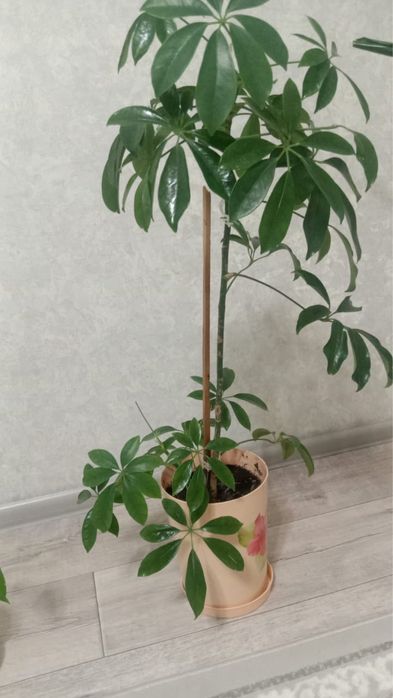 Продам домашние цветы