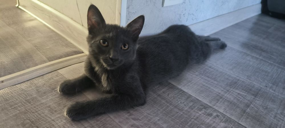 Котенок породы голубой кот