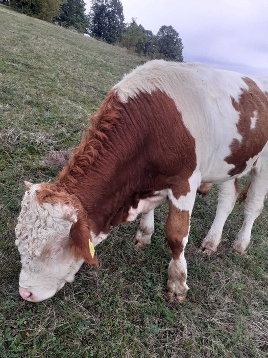 Vând vițel, baltat romanesc