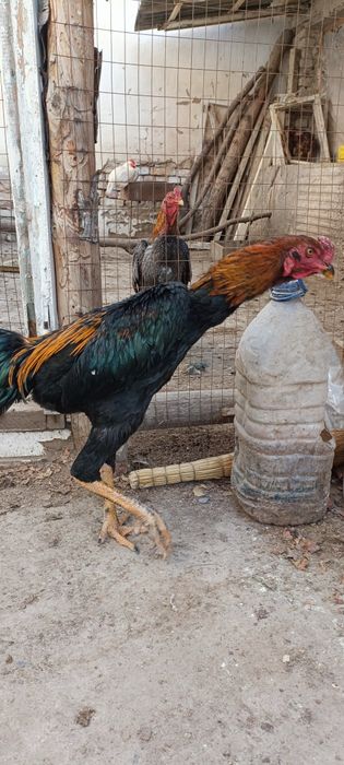 Ишкивозига сотилади