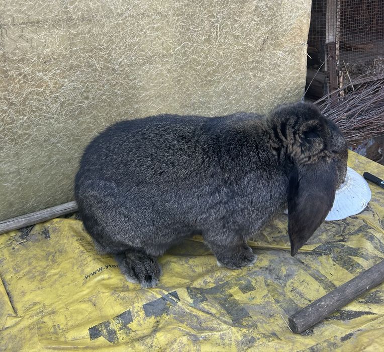 Iepuroi berbec german