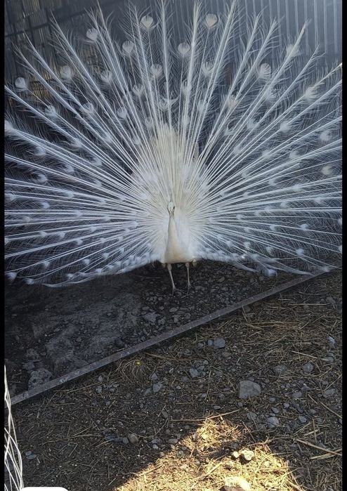 Păuni albi și colorați