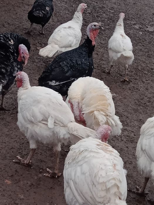 Vand curcanii 3 bucati