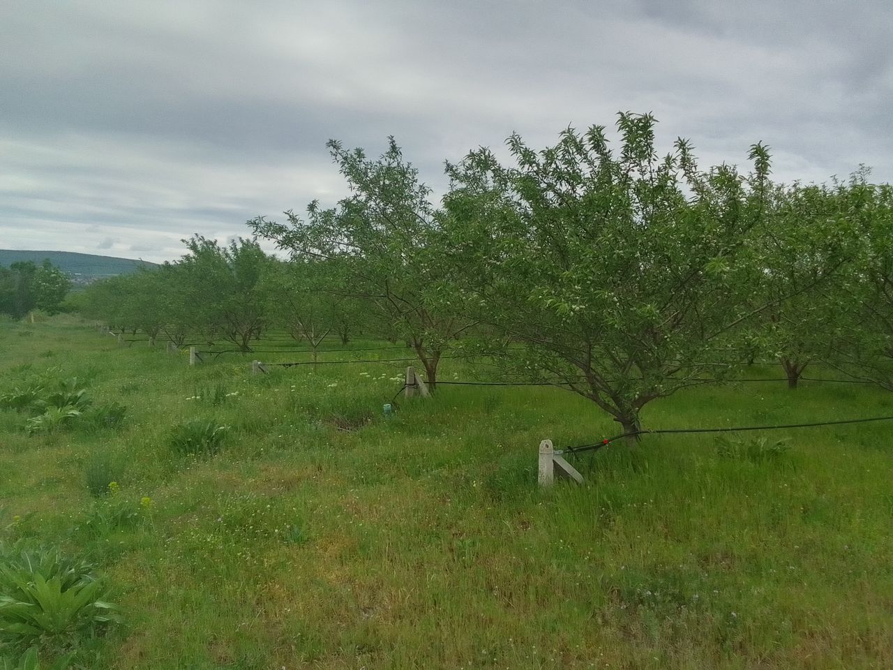 Продава се Земеделски имот в с. Просеник, Област Бургас -  кв.м за 1822 €/дка - Снимка #7