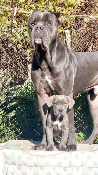 Кане корсо свободни бебета