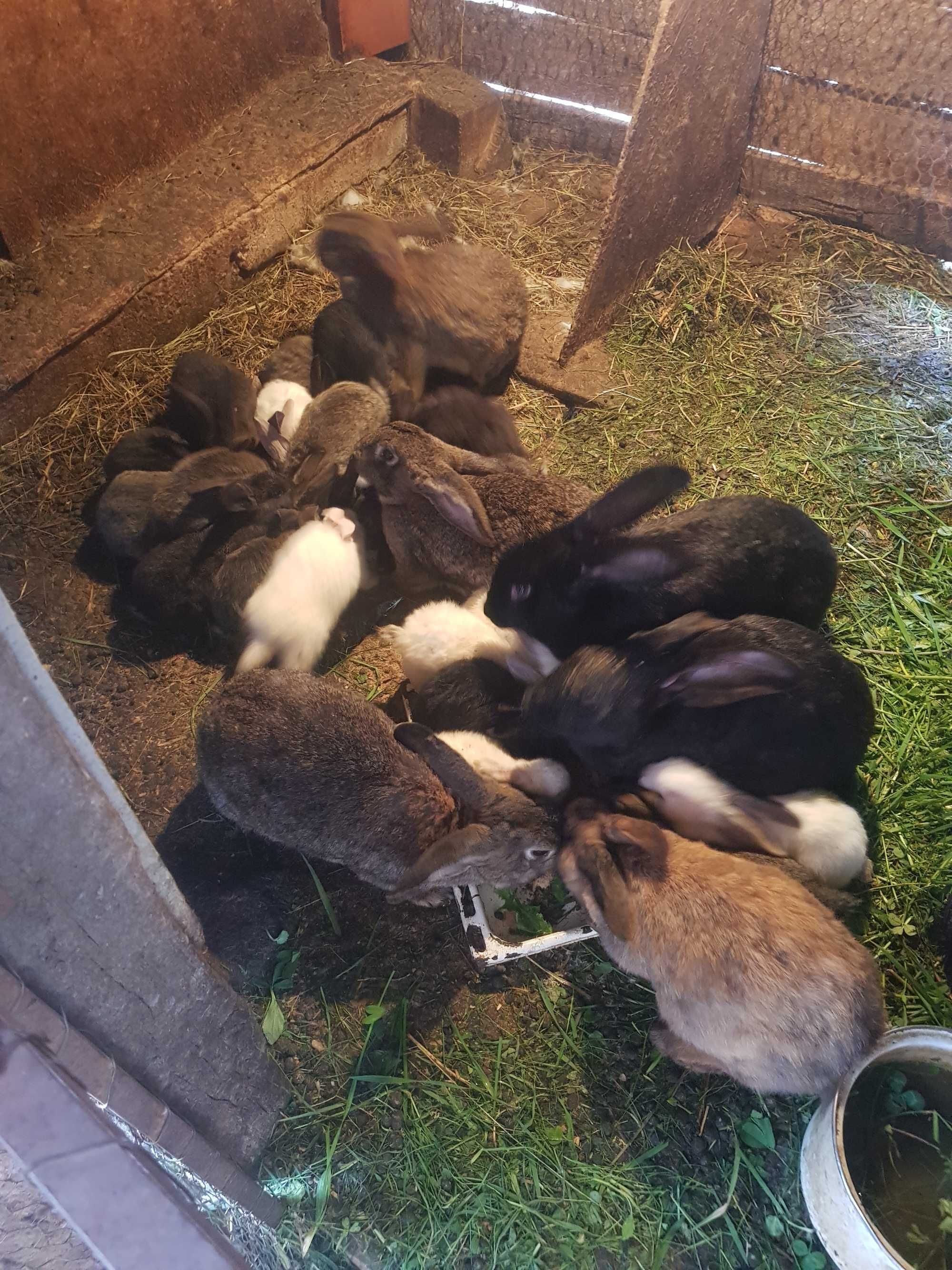 Vand pui de iepuri de casă