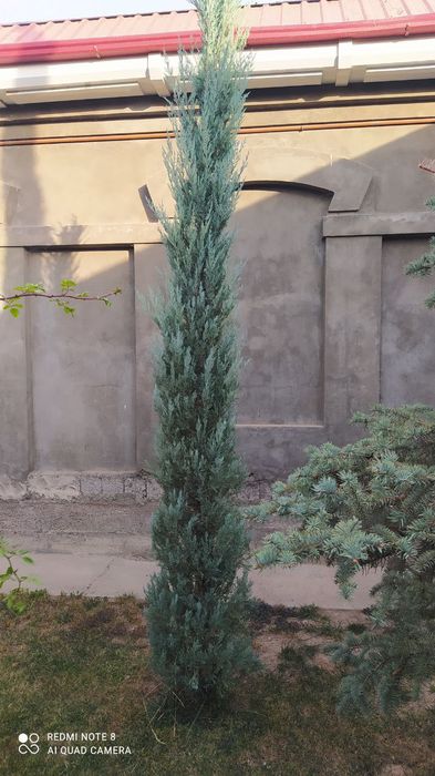 Archa arizonskiy kiparis