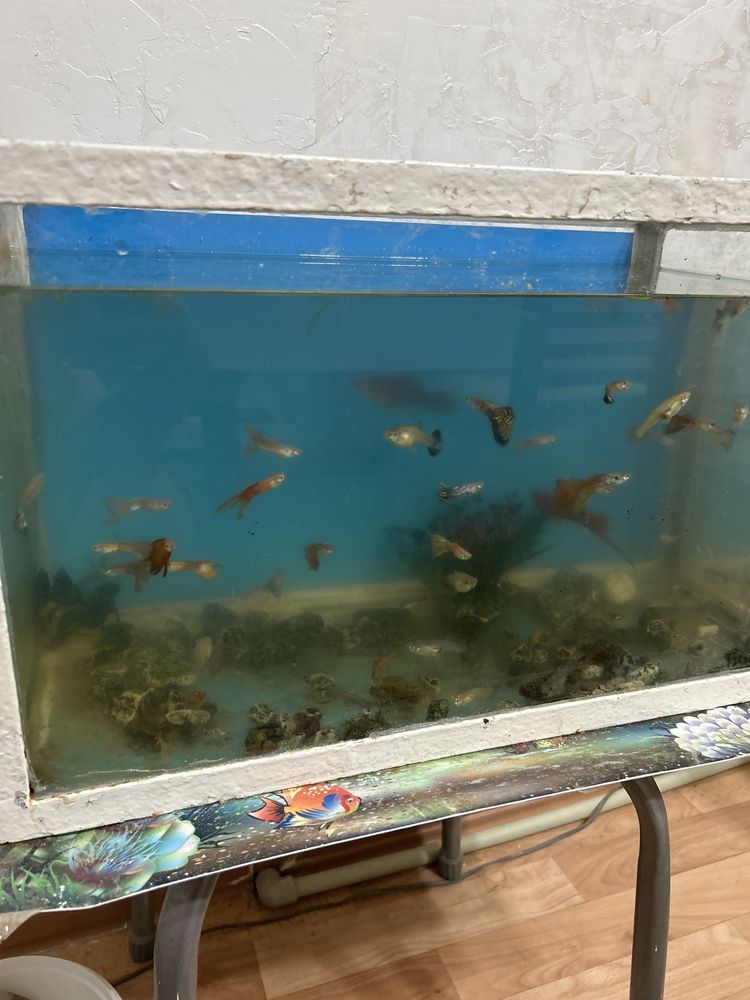 продаются аквариумные рыбки