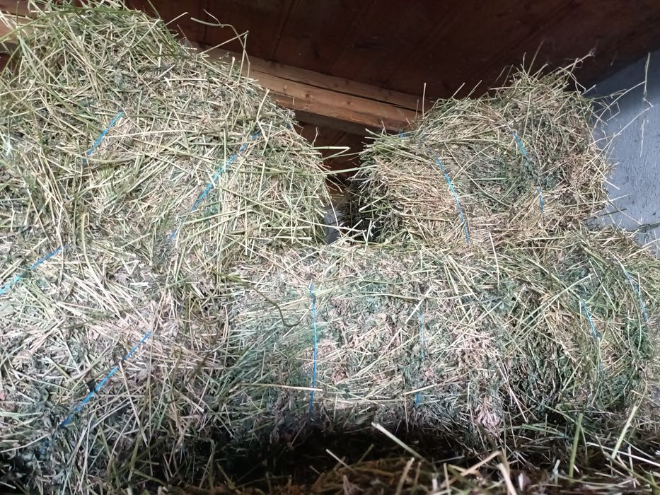 Vând baloți de lucernă