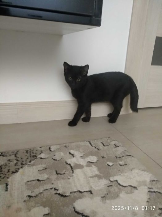 Маленький чёрненький малыш ищет любящего человека