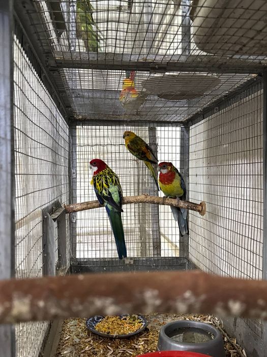 Piyostiri para sotiladi