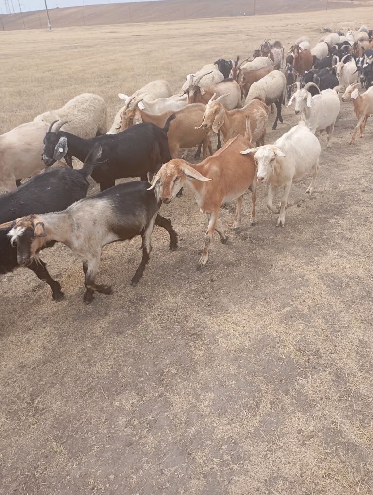 30 capre bune de muls și o iada un an și un țap