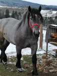 Vând mânz de doi ani ,rasa Percheron