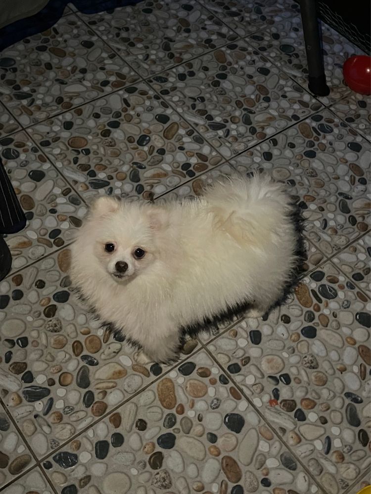 PRET REDUS! Exemplar deosebit de pomeranian, alb!