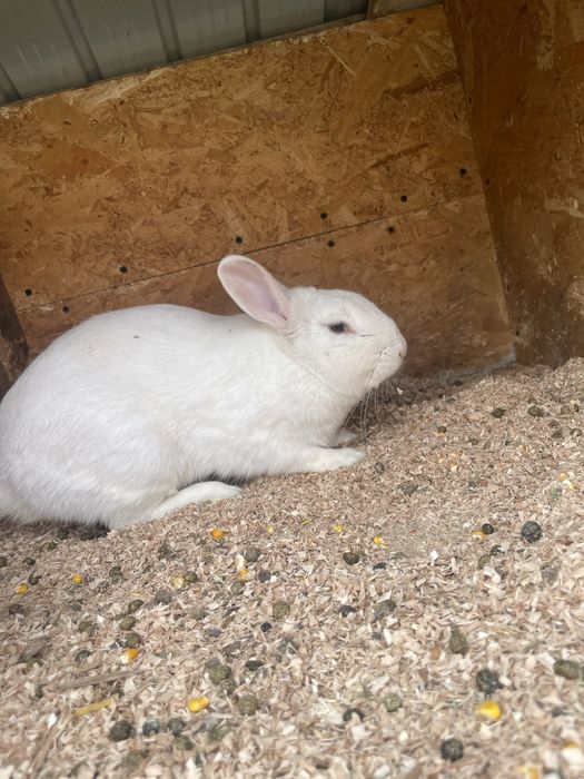 Vand mascul berbec pitic si o femela rex