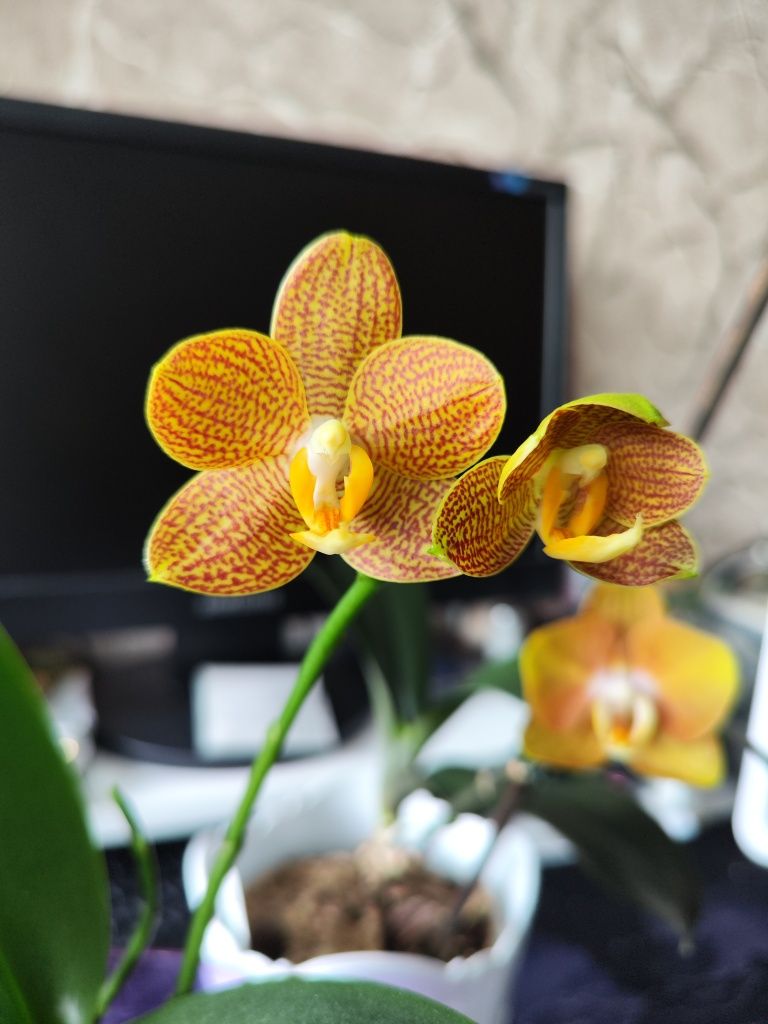 Орхидеи домашние из личной коллекции.
