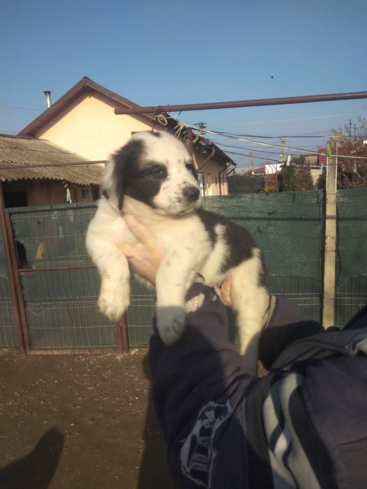 Căței de Asia Centrală.