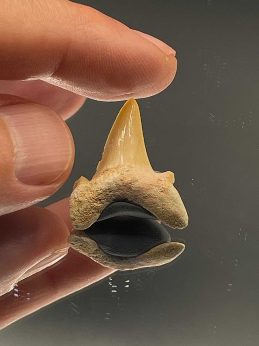 Автентичен зъб от акула Otodus obliquus (23 мм) - фосил