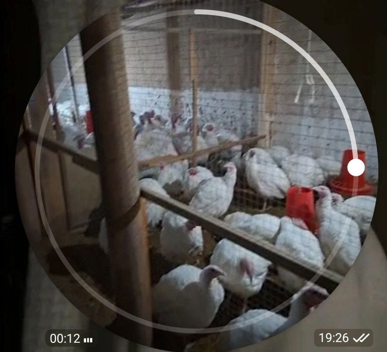 Kurka / induk / индук / курка / индутка / indudka