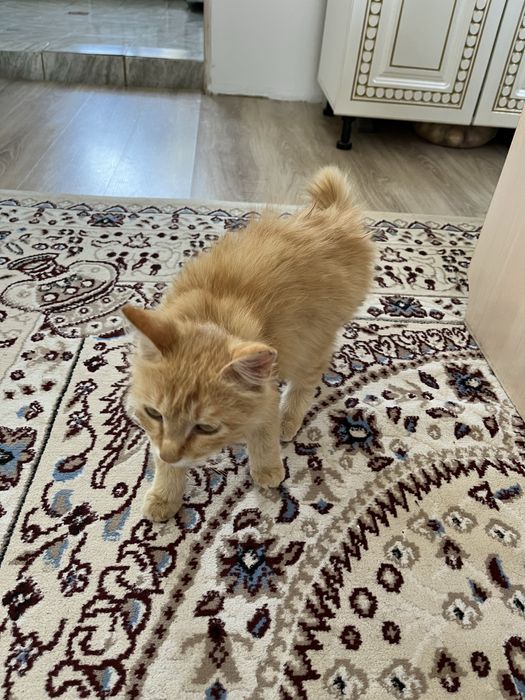 Отдам в добрые руки кота