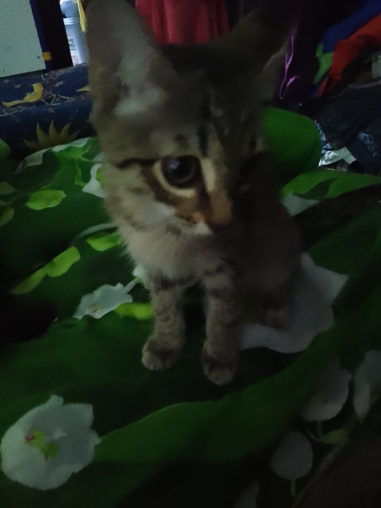 Котята в добрые руки.девочки,возраст 1-2 месяца.