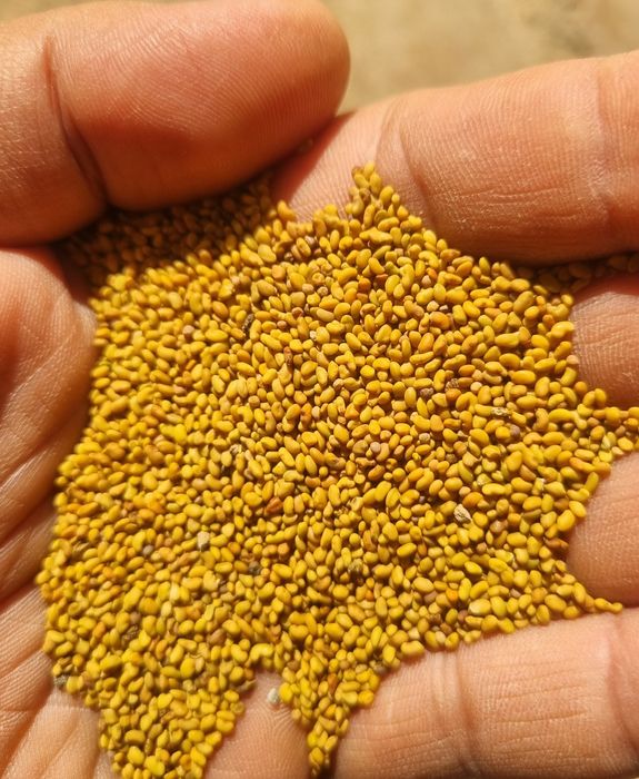 Беда уруг сотилади