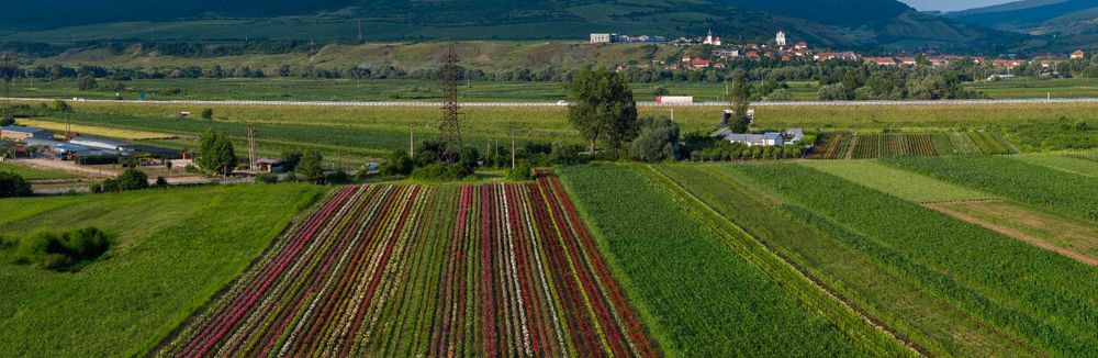 Butași de Trandafiri de Înaltă Calitate Direct de la Producător