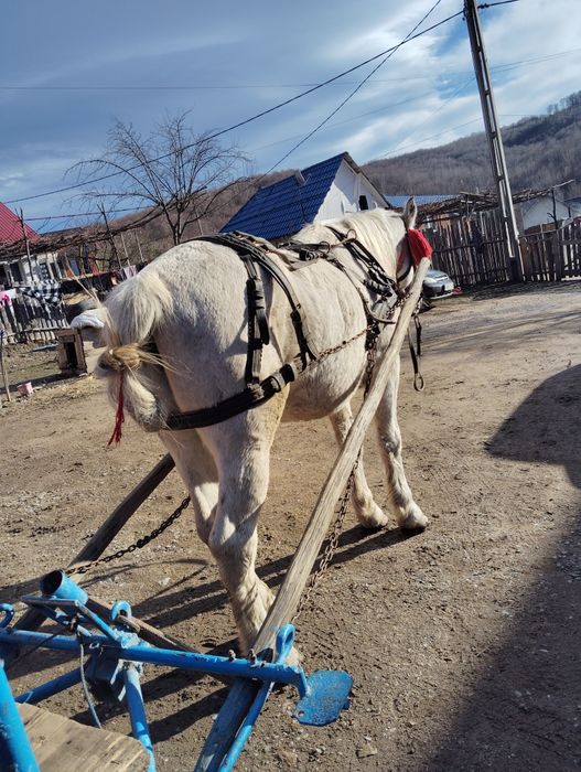 Vând cal bun de lucru
