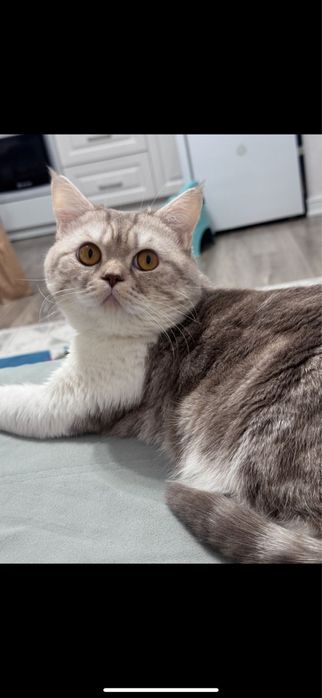 Отдам в хорошие руки кота британца