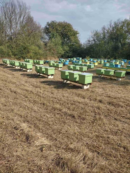 Създаваме ПЧЕЛИНИ и подготвяме участие в Пчеларските програми