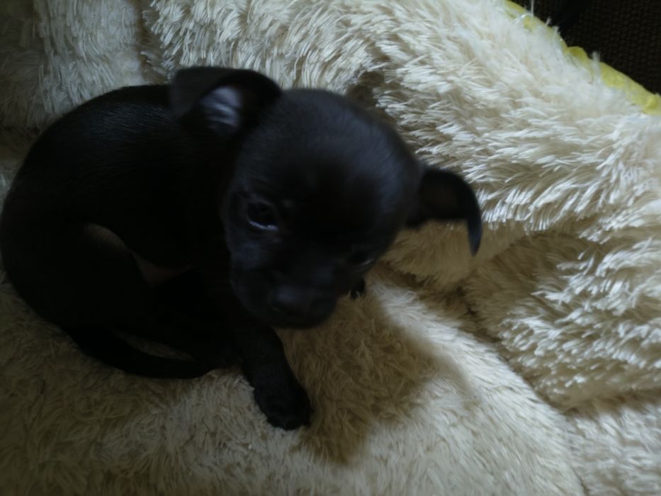 Мини чихуахуа продавам