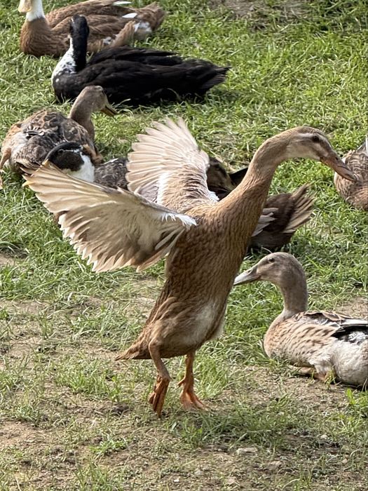 Vand  rate indiene alergatoare la reducere