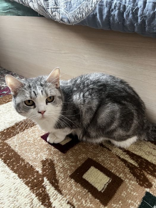 Продается кошка 2года