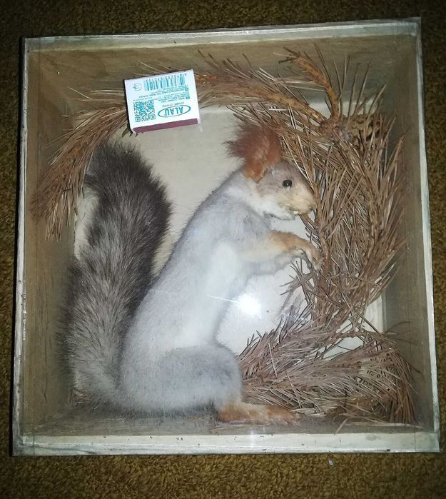 Чучело животных белка