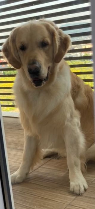 Golden Retriever Campion România