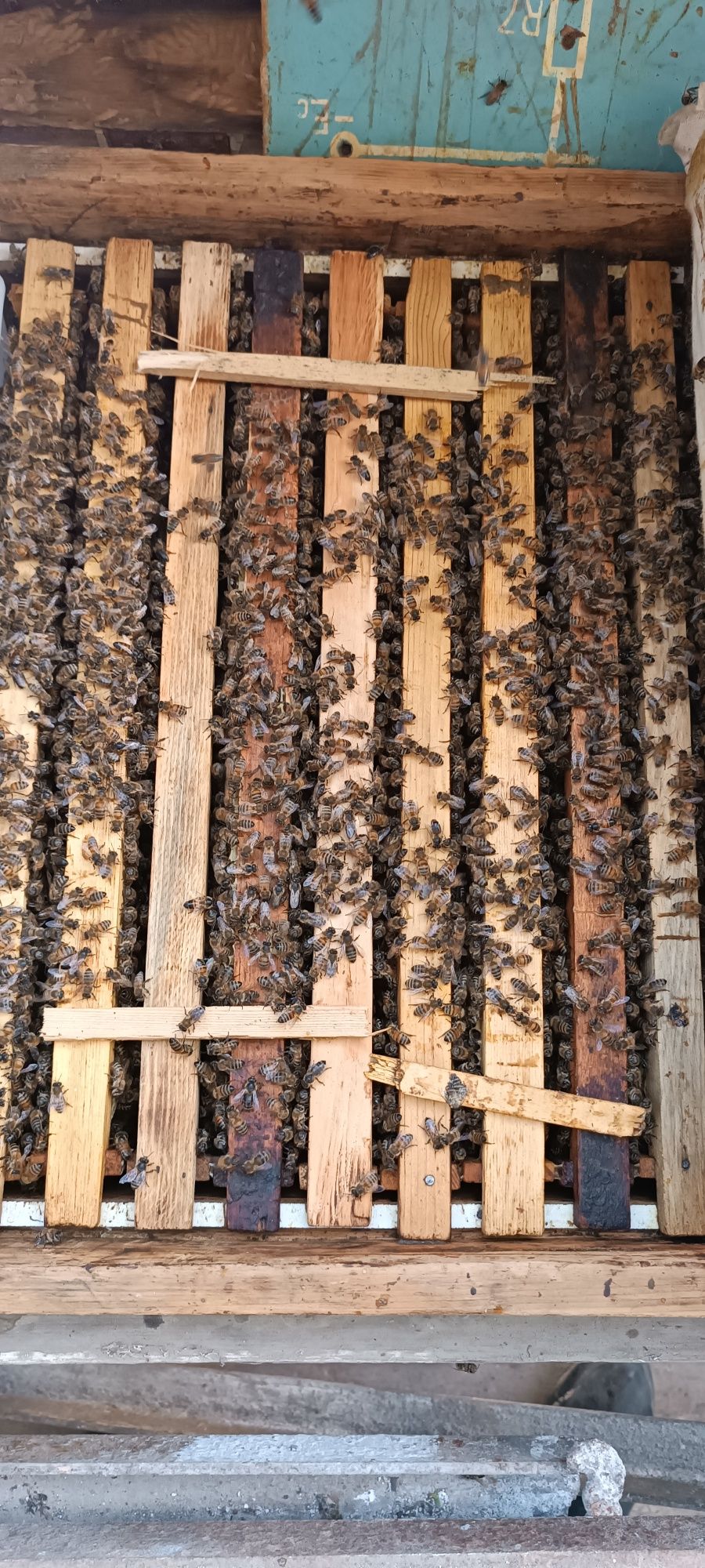 Пчелосемьи, пакеты и расплод.Пчелопродукция