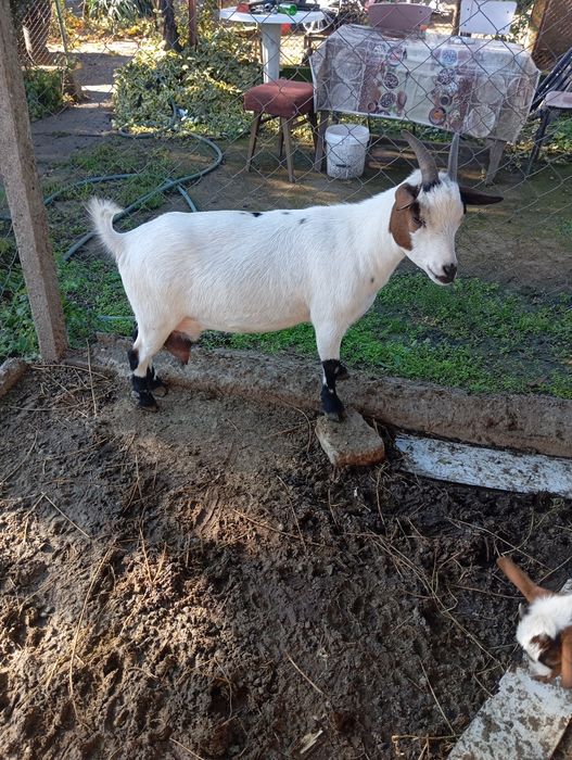 Продавам декоративни кози