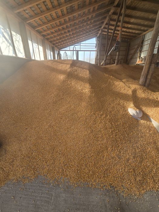 Vând  porumb,grau si floarea-soarelui productia 2025