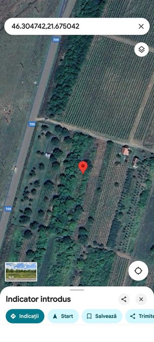 1200 mp vită de vie Mâsca Arad