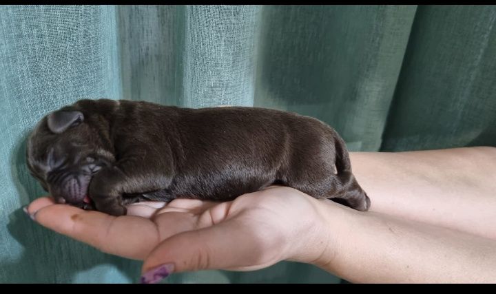 Продажа щенков породы лабрадор ретривер