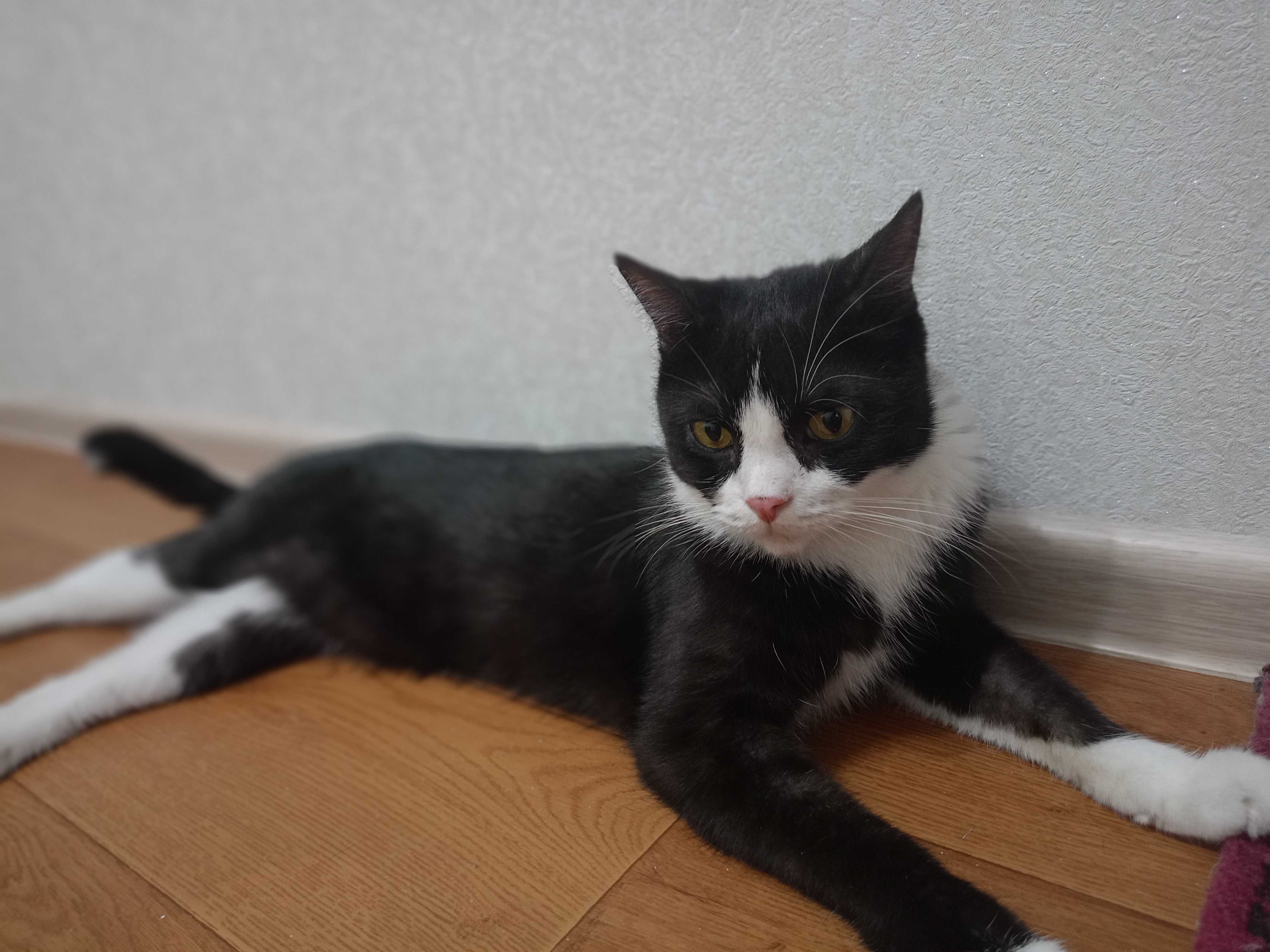 кот по кличке Афоня