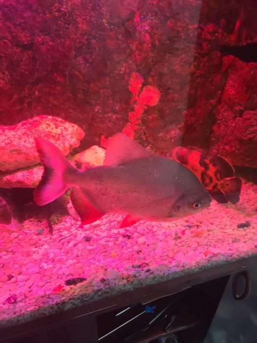 Йирик ўлчамли хишник балиқлар сотилади